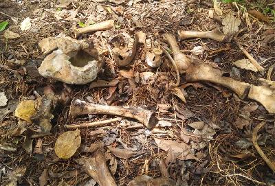 Tulang gajah ditemukan di Taman Nasional Way Kambas, Labuhan Ratu, Lampung , 24 April 2022. Foto: Istimewa