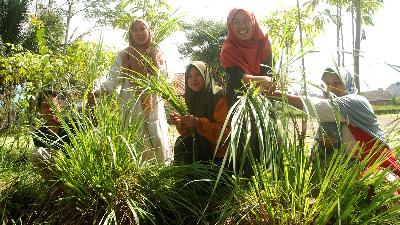 Teacher and headmistress of the Ath Thaariq Islamic Boarding School for Ecology, Nissa Saadah Wargadipura (second from right), with several students harvest lemongrass to make lemongrass tea in  Sukagalih village, Garut, West Java, April 24. The school owns a one-hectare organic plantation and farm and achieves food security for the school’s populace.
TEMPO/Prima mulia
