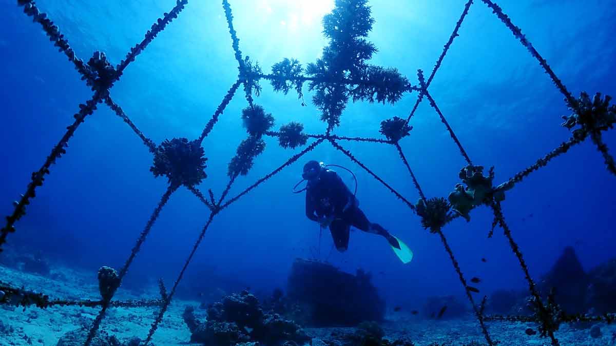 Penyelam dari Komunitas Selayar Dive & Adventure, melakukan kegiatan pelestarian terumbu karang di Pantai Pa'badilang, Selayar, Sulawesi Selatan, November 2021. Komunitas Selayar Dive & Adenture/Patta Saleh