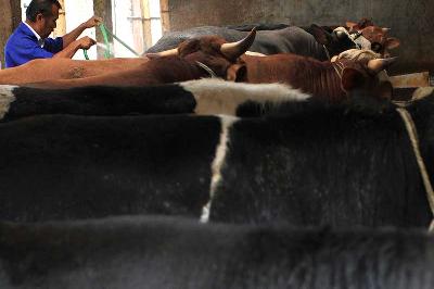 Peternak sapi potong membersihkan kandang sapinya di Malang, Jawa Timur. Tempo/Aris Novia Hidayat