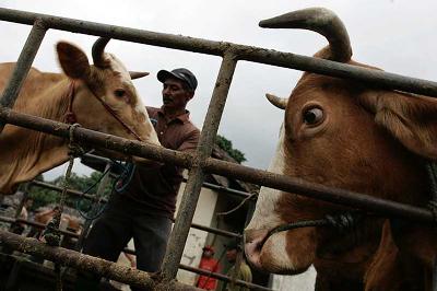Pedagang sapi di pasar hewan Kecamatan Kepung, Kediri, Jawa Timur. Dok Tempo/Fully Syafi