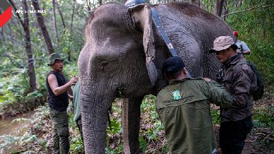 Pemasangan GPS Collar pada gajah sumatera.