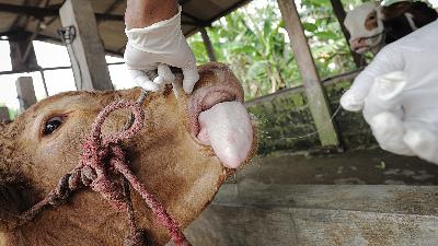 An Animal Health Center official checks the health of cows infected with foot-and-mouth disease at a farm in Sembung village, Gresik, East Java, May 10.
ANTARA PHOTOS/Rizal Hanafi
