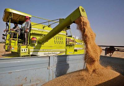 Pekerja memanen gandum menggunakan traktor di sebuah ladang di pinggiran Ahmedabad, India, 16 Maret 2022. REUTERS/Amit Dave