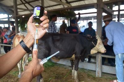 Dokter hewan menyiapkan vaksin untuk ternak sapi yang terindikasi Penyakit Mulut dan Kuku (PMK) di pasar hewan Desa Sibreh, Aceh Besar, Aceh, 11 Mei 2022. ANTARA/Ampelsa