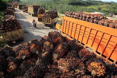 Truk pengangkut Tanda Buah Segar kelapa sawit mengantre untuk pembongkaran di salah satu pabrik minyak kelapa sawit di Aceh, 17 Mei 2022. ANTARA/Syifa Yulinnas