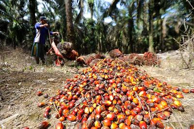 Petani mengumpulkan buah sawit hasil panen di perkebunan Mesuji Raya, Ogan Komering Ilir,  Sumatera Selatan, 9 Mei 2022. ANTARA/Budi Candra Setya