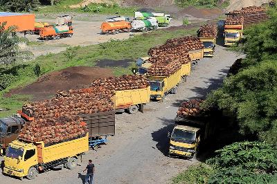 Truk pengangkut tanda buah segar (TBS) kelapa sawit antre untuk pembongkaran di salah satu pabrik minyak kelapa sawit di Aceh Barat, Aceh, 17 Mei 2022.  ANTARA/Syifa Yulinnas