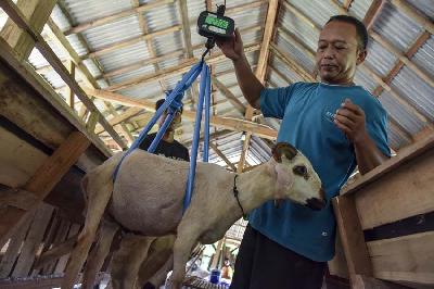 Peternak menimbang berat badan kambing ternaknya di Dusun Cipendey, Kabupaten Ciamis, Jawa Barat, 17 Mei 2022. ANTARA/Adeng Bustomi