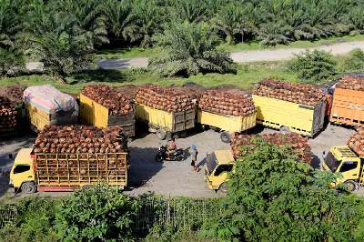 Sejumlah truk pengangkut Tanda Buah Segar (TBS) kelapa sawit mengantre untuk pembongkaran di Aceh Barat, Aceh, 17 Mei 2022. ANTARA/Syifa Yulinnas