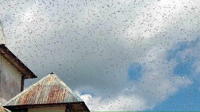 Serangan hama belalang kembara di  Desa Umbu Pabal Selatan, Sumba Tengah, Nusa Tenggara Timur, 2 Mei 2022. Umbu Sunga Padjukang