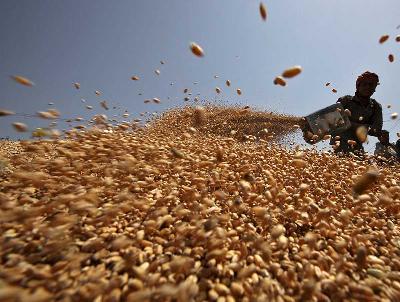 Pekerja mengeringkan gandum di pasar grosir gandum di kota Chandigarh, India. REUTERS/Ajay Verma