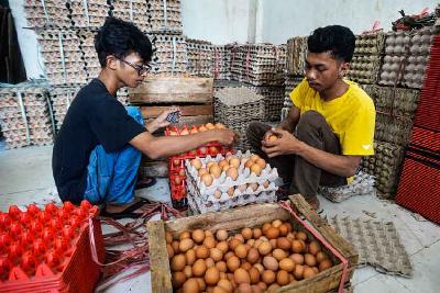 Pekerja memilih telur ayam di salah satu agen penjualan telur kawasan Pal Batu, Jakarta, 3 Juni 2022.  Tempo/Tony Hartawan