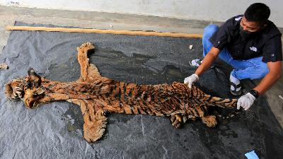 An official from the Aceh’s Natural Resources Conservation Agency prepares the evidence of a Sumatran tiger (Panthera tigris sumatrae) pelt. The animal skin was confiscated by the Environmental Ministry’s Law Enforcement Center together with the Aceh Police during an operation to counter illegal trading and distribution of wild animals and plants in the Bandar subdistrict, Bener Meriah Regency, May 27.
ANTARA FOTO/Syifa Yulinnas
