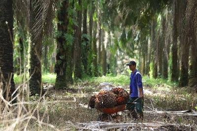 Petani perkebunan kelapa sawit di Sumatera Selatan, 9 Mei 2022. ANTARA/Budi Candra Setya