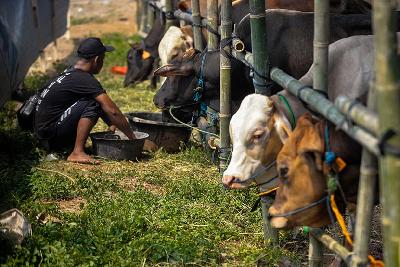 Pedagang memberi makan sapi di tempat penjualan hewan kurban di Kalimalang, Jakarta, 20 Juni 2022. TEMPO/Tony Hartawan