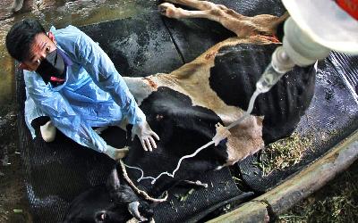 Dokter hewan dari Dinas Peternakan merawat sapi yang terjangkit penyakit mulut dan kuku di perternakan, Kabupaten Bogor, Jawa Barat, 21 Juni 2022. TEMPO/ Amston Probel