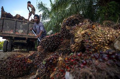 Pekerja menaikkan kelapa sawit yang baru panen di perkebunan sawit  Mamuju Tengah, Sulawesi Barat. ANTARA/Basri Marzuki