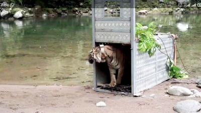 Harimau Surya baru keluar dari kandang, di Zona Inti TNKS, Jambi, 7 Juni 2022. Dok. BBKSDA Sumatera Utara