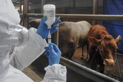 Veterinarian menyiapkan vaksin penyakit mulut dan kuku untuk ternak kurban di Babakan Lumbung, Bandung, Jawa Barat, 27 Juni 2022. TEMPO/Prima Mulia