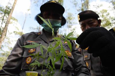 Polisi menyita tanaman ganja dari pembibitan di Cilengkrang, Kabupaten Bandung, Jawa Barat, 12 Juli 2020. TEMPO/Prima Mulia