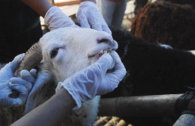 Dokter hewan dari Dinas Ketahanan Pangan dan Pertanian Kota Bandung memeriksa kondisi kesehatan domba di tempat penjualan hewan kurban di Bandung, Jawa Barat, 24 Juni 2022. TEMPO/Prima Mulia
