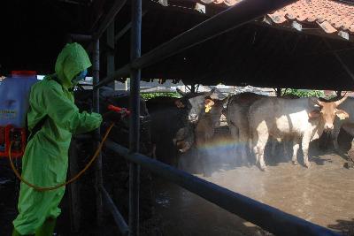 Petugas menyemprot disinfektan untuk mencegah penyebaran wabah penyakit mulut dan kuku (PMK) di kandang penampungan ternak, Kota Bandung, Jawa Barat, 18 Mei 2022. TEMPO/Prima mulia