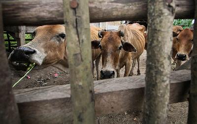 Tiga ekor sapi terkena Penyakit Mulut dan Kuku (PMK) dikarantina di Lhokseumawe, Aceh, 25 Mei 2022. ANTARA/Rahmad