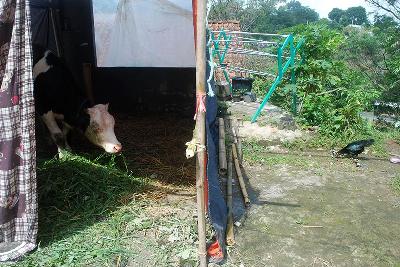 Anak sapi yang sembuh dari penyakit mulut dan kuku (PMK) menempati kandang isolasi di sentra peternakan sapi perah di Cibiru, Kota Bandung, Jawa Barat, 9 Juni 2022. TEMPO/Prima Mulia