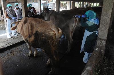 Petugas memeriksa kondisi hewan ternak sapi yang terjangkit penyakit mulut dan kuku (PMK) di Singosari, Mojosongo, Boyolali, Jawa Tengah, 13 Mei 2022. ANTARA/Aloysius Jarot Ngroho