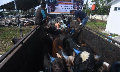 Petugas memasukan sapi ke dalam truk di kandang Instalasi Karantina Hewan Balai Karantina Pertanian di Palu, Sulawesi Tengah, 12 Juni 2022. ANTARA/Mohamad Hamzah