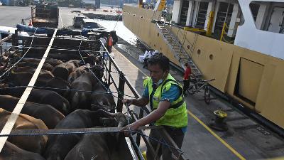 Petugas memindahkan sapi asal Nusa Tenggara Timur dari Kapal Camara Nusantara ke truk di Pelabuhan Tanjung Priok, Jakarta, 10 Juni 2022. ANTARA/Aditya Pradana Putra