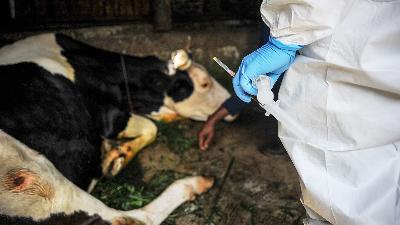 A veterinarian prepares a vaccine when inspecting a cow suspected of contracting FMD at Cisurupan, Bandung, West Java, June 8.
ANTARA FOTO/Raisan Al Farisi
