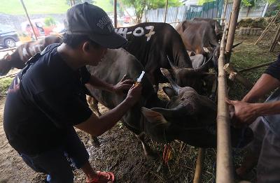 Pedagang menyuntikan vitamin untuk perawatan sapi kurban di Ceger, Jakarta, 14 Juni 2022. TEMPO/Subekti