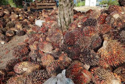 Pekerja menurunkan Tandan Buah Segar kelapa sawit di Desa Lemo - Lemo, Kabupaten Mamuju Tengah, Sulawesi Barat, 2 Juli 2022. ANTARA/Akbar Tado