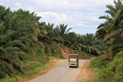 Perkebunan kelapa sawit di Kutai Barat, Kalimantan Timur. Dok Tempo/Agung Pambudhy