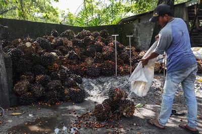 Pekerja mengumpulkan buah kelapa sawit di salah satu tempat pengepul kelapa sawit di Jalan Mahir Mahar, Palangka Raya, Kalimantan Tengah, 26 April 2022. ANTARA/Makna Zaezar