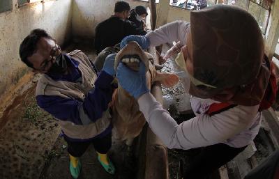 Petugas dari Dinas Ketahanan dan Peternakan (DKPP) Kota Bogor memeriksa kesehatan sapi sebelum menyuntikan vaksin penyakit mulut dan kuku (PMK) di Kota Bogor, Jawa Barat, 29 Juni 2022. Tempo/Amston Probel