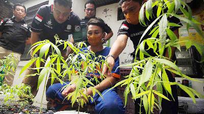 Police show evidence of marijuana plants belonging to Ardian Aldiano at Wisma Lidah Kulon Housing Complex, Surabaya, East Java, March 2020.
ANTARA/Didik Suhartono
