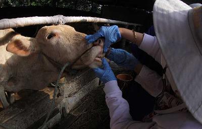 Petugas dari Dinas Ketahanan dan Peternakan (DKPP) Kota Bogor memeriksa kesehatan sapi sebelum melakukan vaksin penyakit mulut dan kuku (PMK) di peternakan warga di Kota Bogor, Jawa Barat, 29 Juni 2022. Tempo/Amston Probel