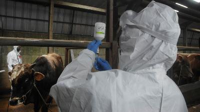 Veterinarian menyiapkan vaksin penyakit mulut dan kuku Aftopor  di kandang penggemukan di kawasan Babakan Lumbung, Bandung, Jawa Barat, 27 Juni 2022. TEMPO/Prima Mulia