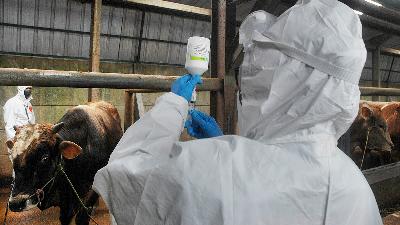 A veterinarian prepare the foot and mouth disease vaccine in a feedlot in Babakan Lumbung area, Bandung, West Java, June 27.
TEMPO/Prima Mulia

