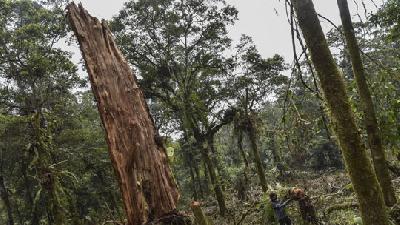 Lahan yang telah rusak akibat pembalakan liar di Kawasan Hutan Alam Sekunder, Blok Legok Eceng, Gunung Cakrabuana, Kabupaten Garut, Jawa Barat, 21 Juli 2022/ANTARA /Adeng Bustomi