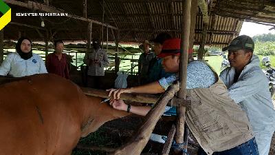 Salah satu petugas menyuntikan vaksin pada salah satu sapi di peternakan untuk mengurangi wabah penyakit mulut dan kuku.