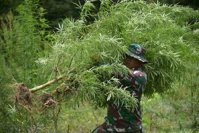 Seorang prajurit TNI membawa tanaman ganja untuk dimusnahkan di kawasan pegunungan Seulawah, Kabupaten Aceh Besar, Aceh, 22 Agustus 2022. ANTARA/Ampelsa