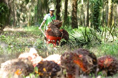 Petani mengumpulkan buah sawit hasil panen di perkebunan Mesuji Raya, Ogan Komering Ilir, Sumatera Selatan. ANTARA/Budi Candra Setya