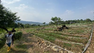 Petani di ladang sorgum Desa Mekarwangi, Cariu, Bogor, Jawa Barat, 16 September 2022. TEMPO/MA Murtadho