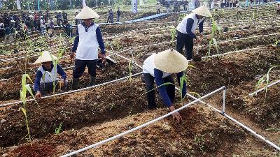 The Indonesian Navy officers, scouts, and farmers plant sorghum during the 2022 National Sorghum Planting Movement in Cariu, Bogor Regency, West Java, Friday, September 9, 2022.  ANTARA FOTO/Yulius Satria Wijaya
