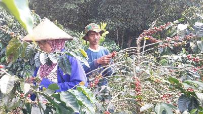 Petani kopi dari Kelompok Tani Hutan Sumber Makmur Abadi di lereng Gunung Arjuno di Pasuruan, Jawa Timur.