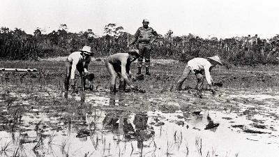Tentara mengawasi tahanan politik 1965 yang menanam padi di sawah di Pulau Buru, Maluku, 1979. Dok. TEMPO/Amarzan Loebis